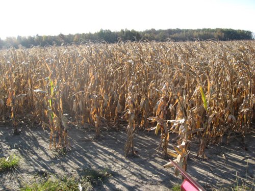 Property photo 6 - 65+/- Acres Offered in 2 Tracts